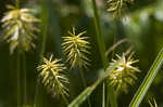 Rough flatsedge